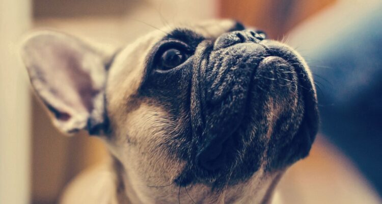 Przysmaki dla buldoga francuskiego