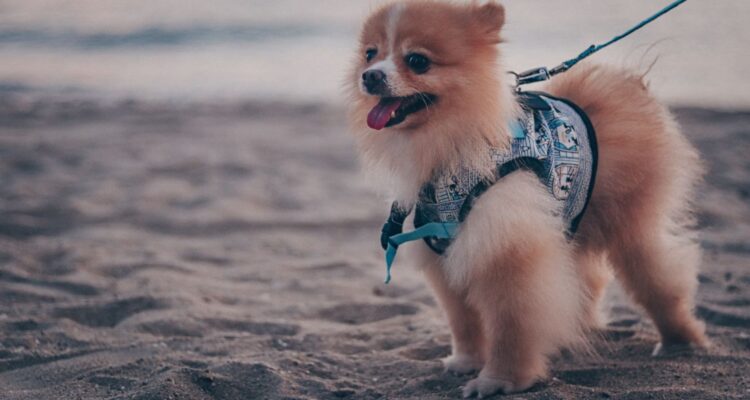 szpic miniaturowy co je