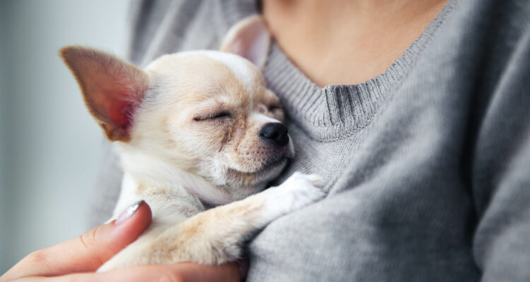 Znaczenie rodzaju diety u psów współczesnych