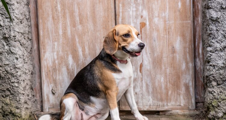 Co powinien jeść beagle