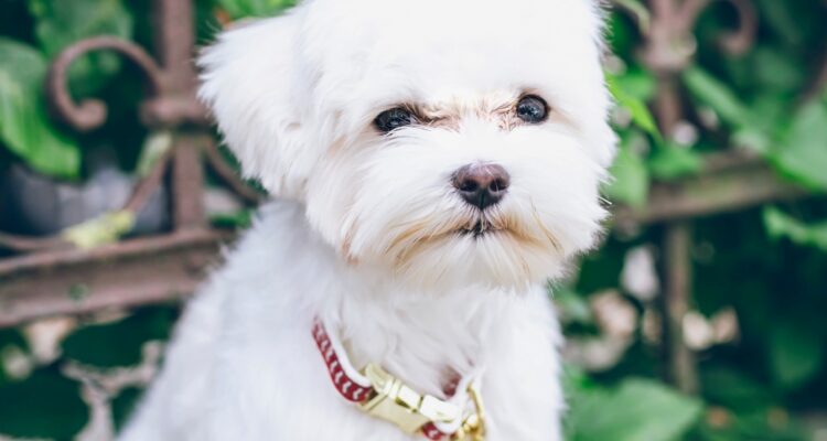 żywienie maltańczyka