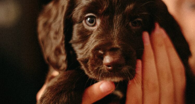 Żywienie szczeniaka