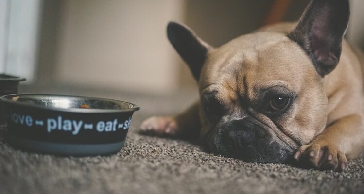 najlepsza morka karma dla psa