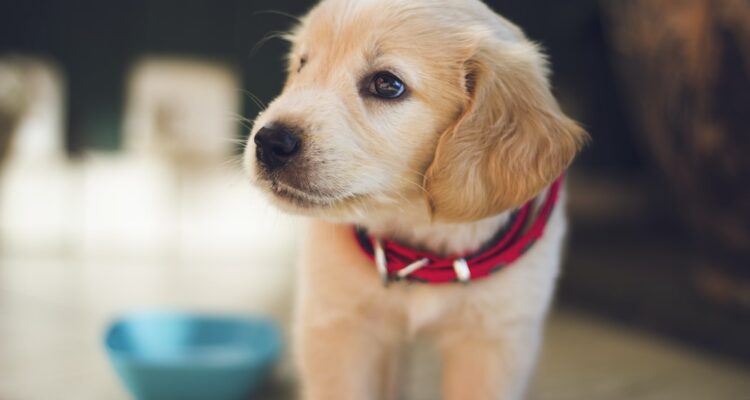 szczeniak nie chce jeść