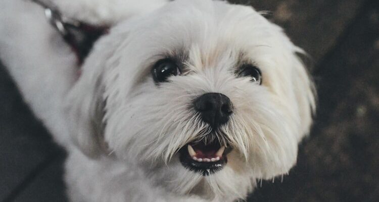 czym karmic white terriera