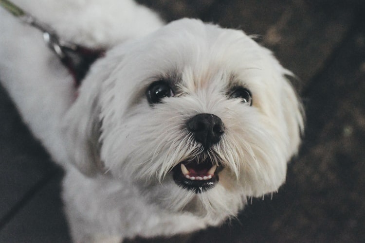 czym karmic white terriera