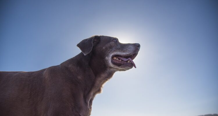 jak karmic psa seniora