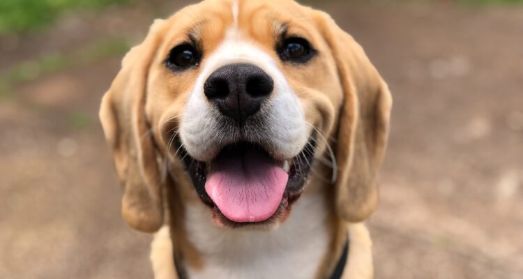 karma dla psa z wrażliwym przewodem pokarmowym