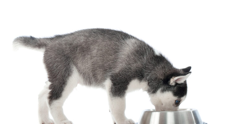 Najlepsze karmy dla szczeniaka