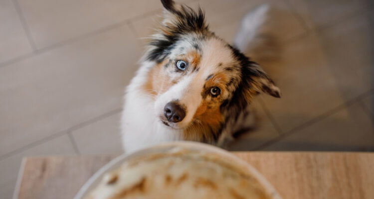 Karma bezglutenowa dla psa