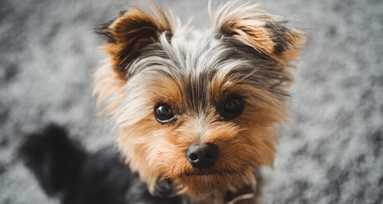 Jaką karmę wybrać dla yorka