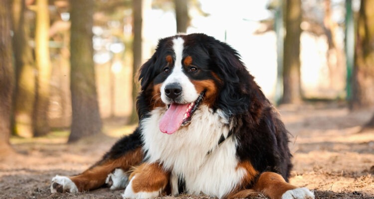 Jaką karmę wybrać dla dużego psa?