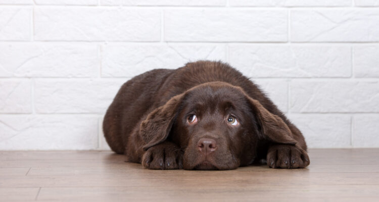 jak pomóc psu w Sywlestra