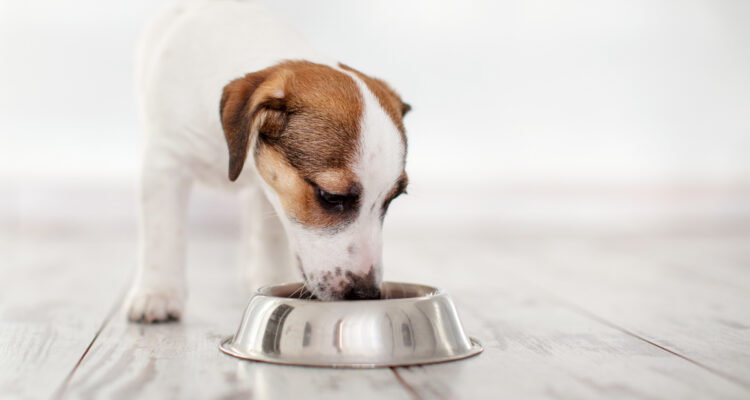 ile suchej karmy dla psa