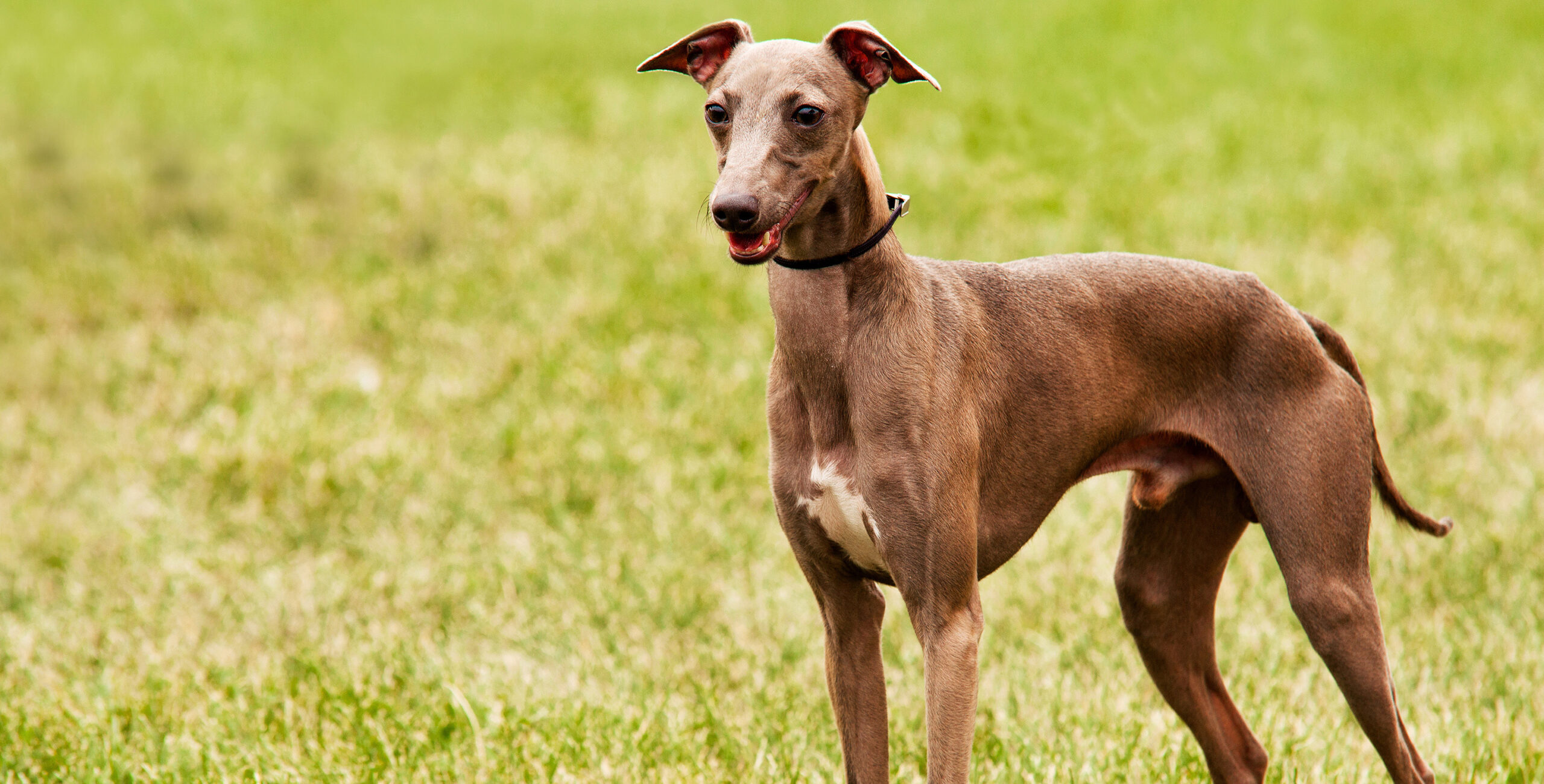 jaka karma żeby pies przyty