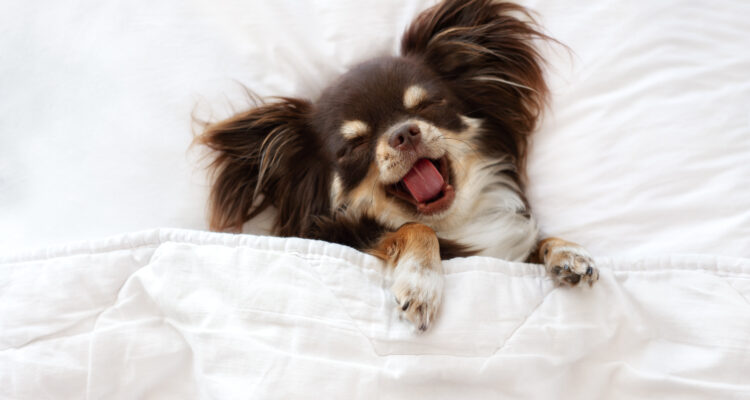 Dlaczego pies ziewa?