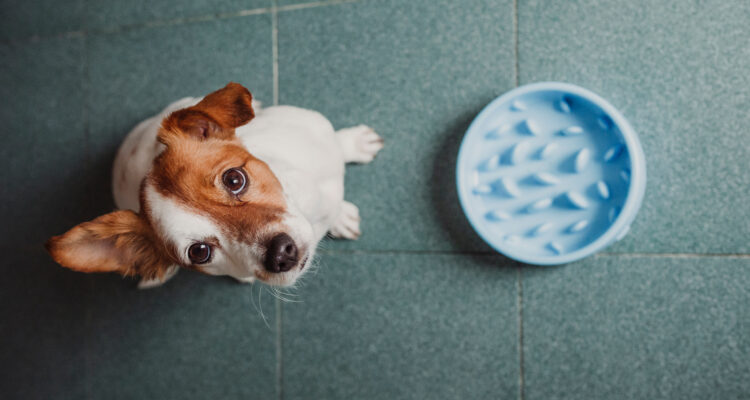 miska spowalniająca dla psa