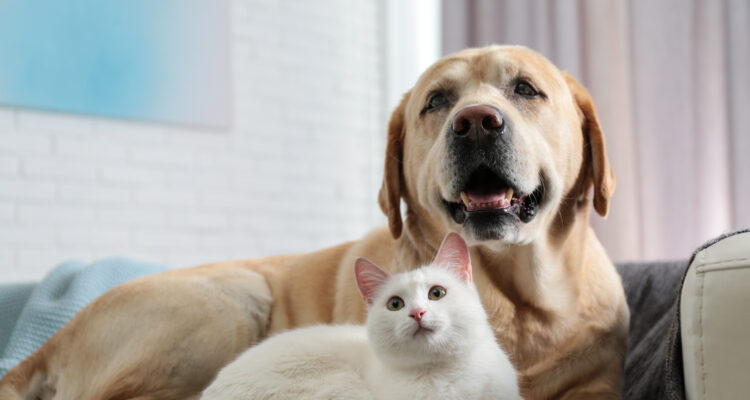 czy pies może jeść kocią karmę