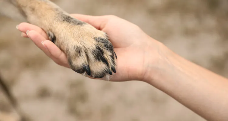 jak obciąć psu pazury