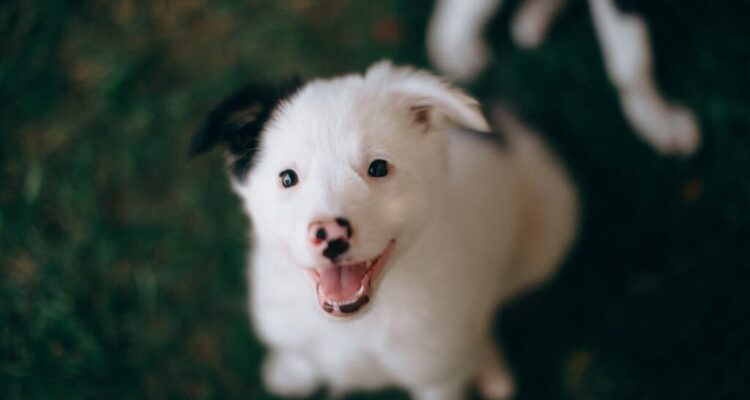 jak nauczyc psa daj glos