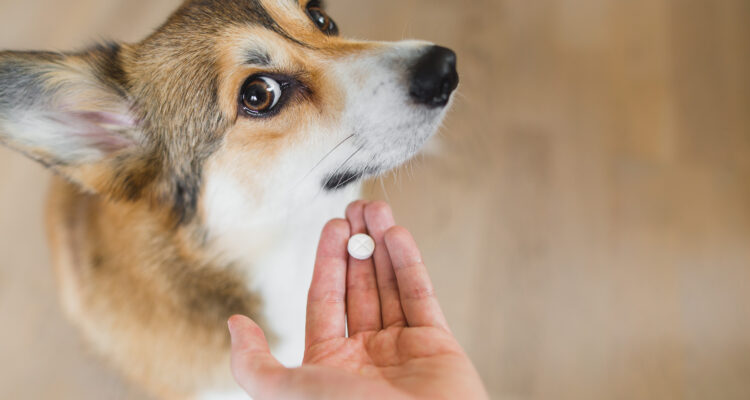 jak działa tabletka na odrobaczanie psa