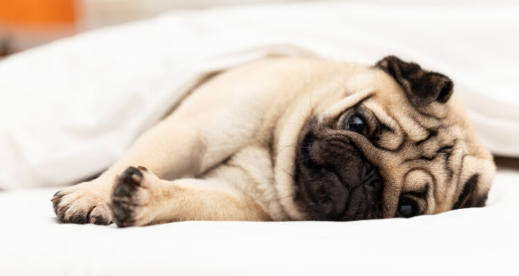 padaczka u psa objawy