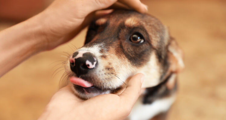 nosówka u psa objawy