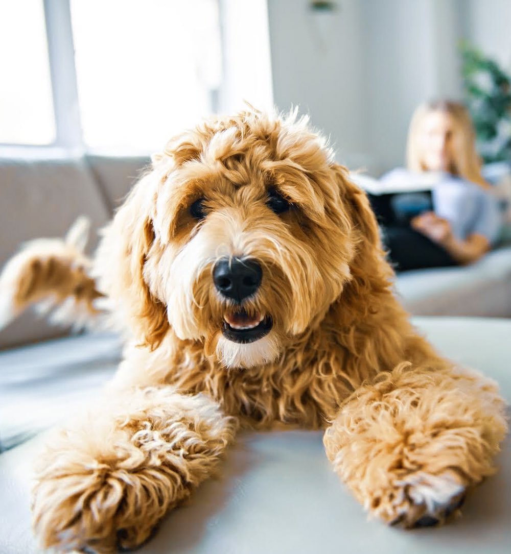 sterylizacja a kastracja