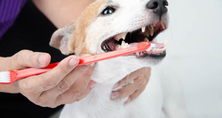 psu śmierdzi z pyska